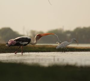 Birds perching on ground