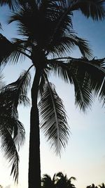 Low angle view of palm trees against sky