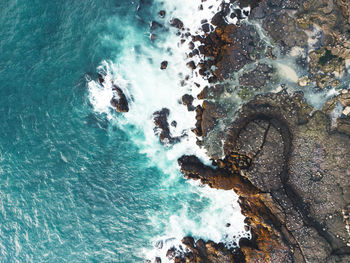 Aerail view of atlantic puffins nesting on the shore of iceland