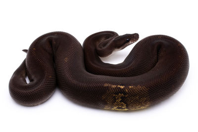 Close-up of black background