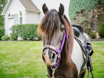 Portrait of horse standing on field