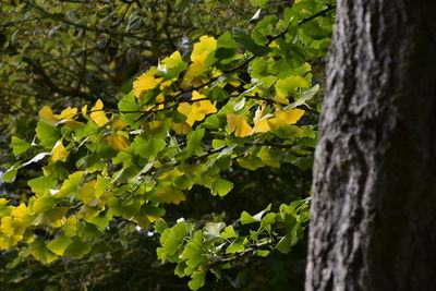 Close-up of green leaves on tree