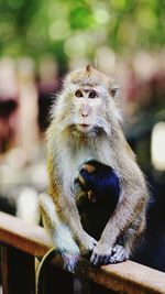 Portrait of monkey sitting outdoors