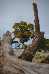 Trees on sand against sky