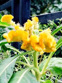 Close-up of yellow flowers blooming outdoors