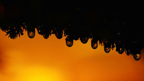 Close-up of raindrops on silhouette plant during sunset