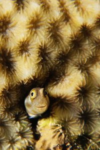 High angle view of peacock