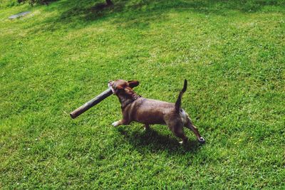 Side view of a dog running on field