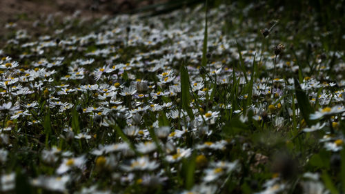 Close-up of plants growing outdoors