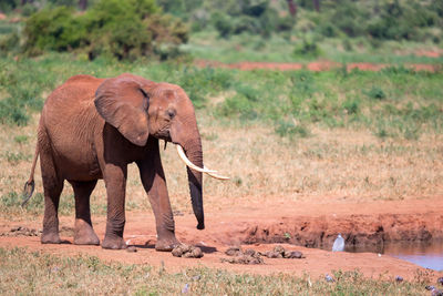 Elephant standing in a field