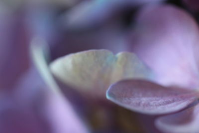 Close-up of flower