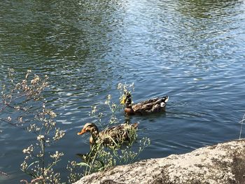 High angle view of duck swimming in lake