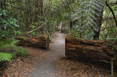 Footpath amidst trees in forest