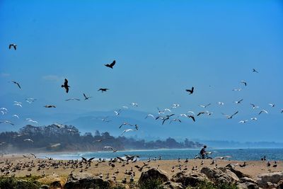 Birds at beach against clear blue sky