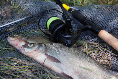 High angle view of fish