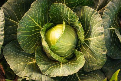 Green cabbage head closeup in nature on field. agriculture concept background