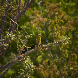 Yellow finches