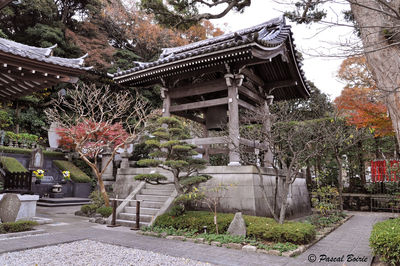 Trees by temple against sky