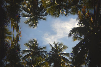 Low angle view of palm trees against sky