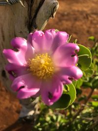 Close-up of flower blooming outdoors