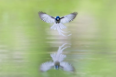 View of a young bird