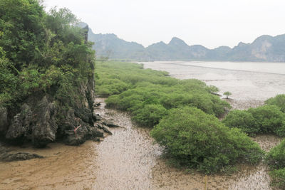 Scenic view of river amidst trees against sky