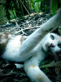Portrait of cat in grass