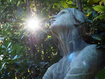 Low angle view of cat on tree