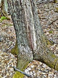 Close-up of tree trunk