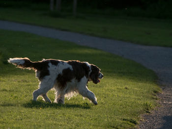 Dog on field