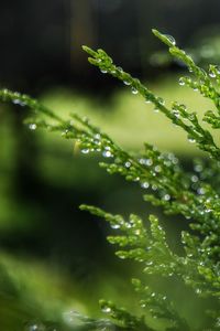 Close-up of raindrops on leaves