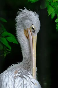 Close-up of pelican