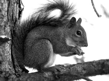 Close-up of squirrel on tree