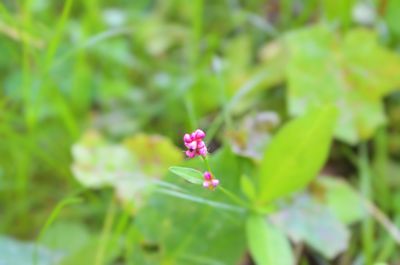 Close-up of pink flower