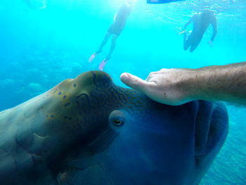 Cropped hand touching humphead wrasse swimming in sea