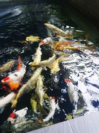 High angle view of koi carps swimming in lake