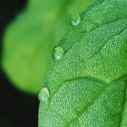 Close-up of raindrops on leaf