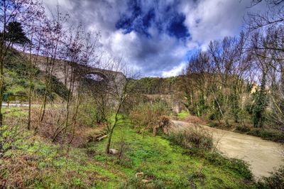 Scenic view of trees growing on field against sky