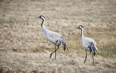 View of birds on field