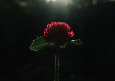 Close-up of red rose flower