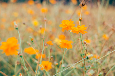 Close-up of yellow flowering plants on field