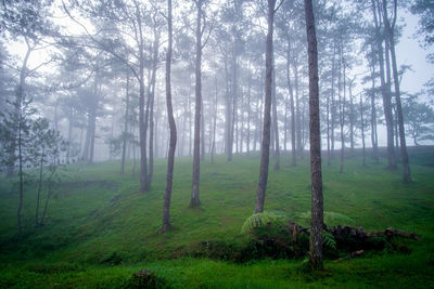 Trees in forest