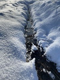 Close-up of snow covered tree