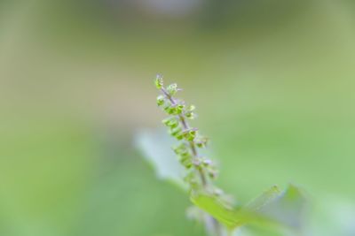 Close-up of flowering plant