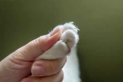 Close-up of hand holding leaf
