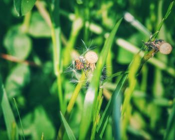 Close-up of spider on plant