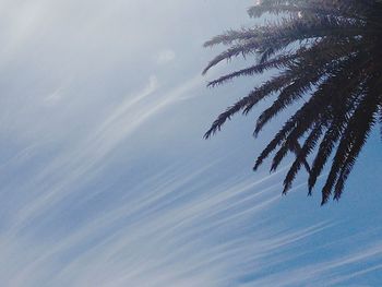 Low angle view of palm trees against sky