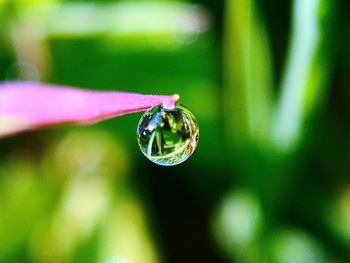 Close-up of raindrops on leaf