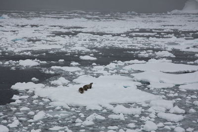 Close-up of dog during winter