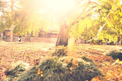 Scenic view of forest during autumn